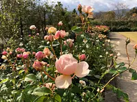 rose anglaise d&#39;automne