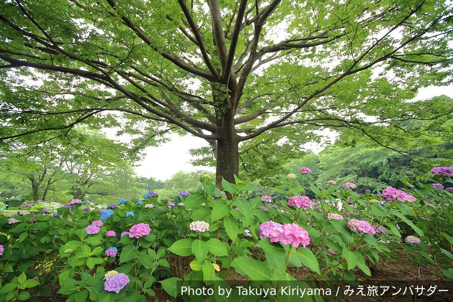 梅雨の季節は紫陽花を求めて！！2026年は三重県北中部の紫陽花スポット