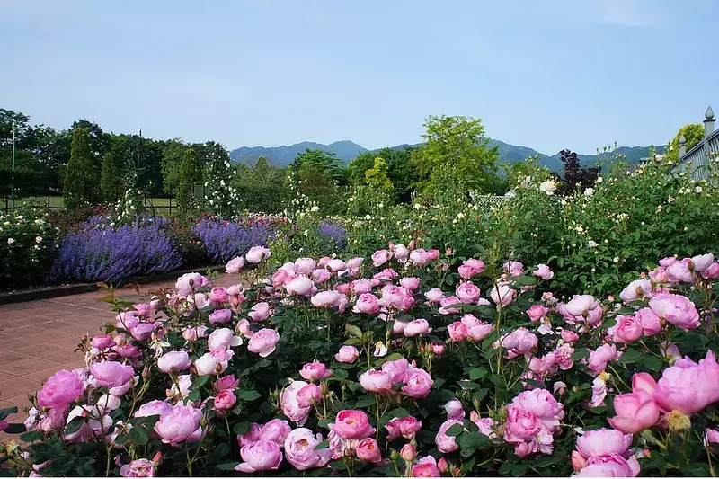 Foire aux roses ~ Ferme de Bell du parc agricole de Matsusaka ~