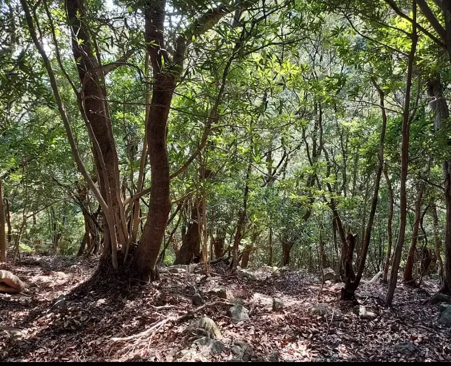 尾鷲よいとこ見つけ旅2025　トレッキングツアー　10月から毎月開催！