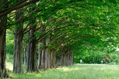石垣池公園のメタセコイア新緑（5）