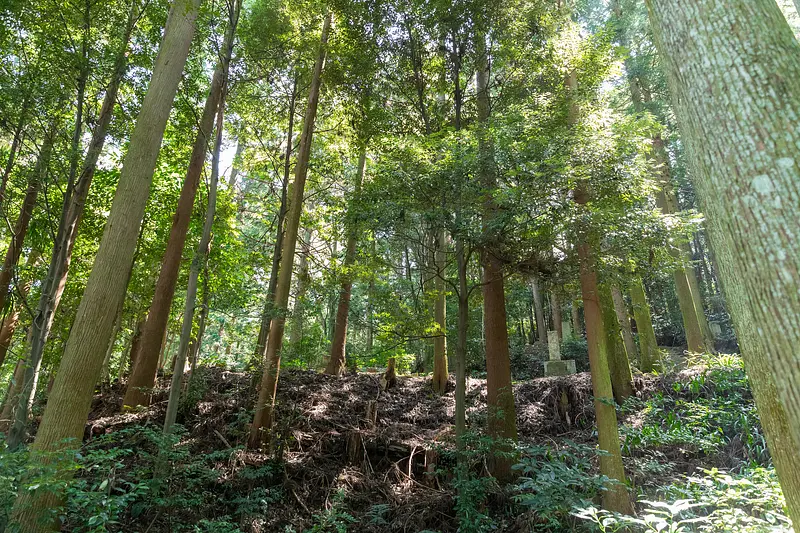 坟墓周围的森林