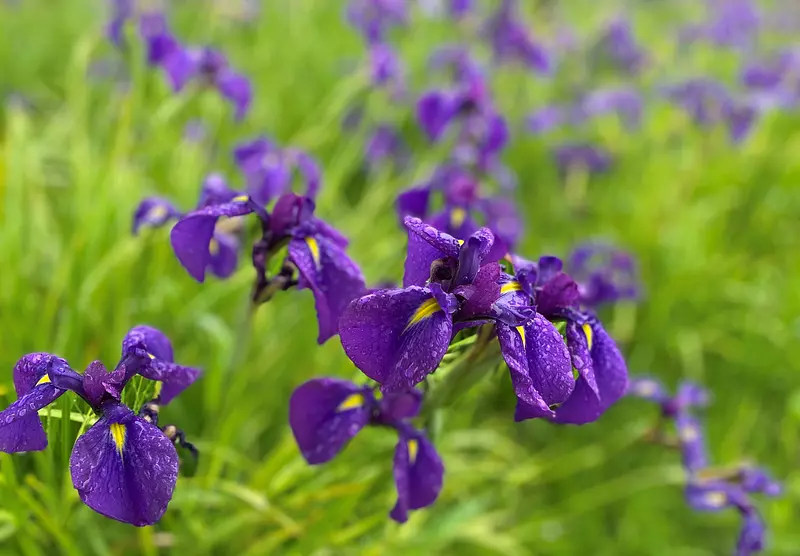 三重縣花菖蒲的名勝