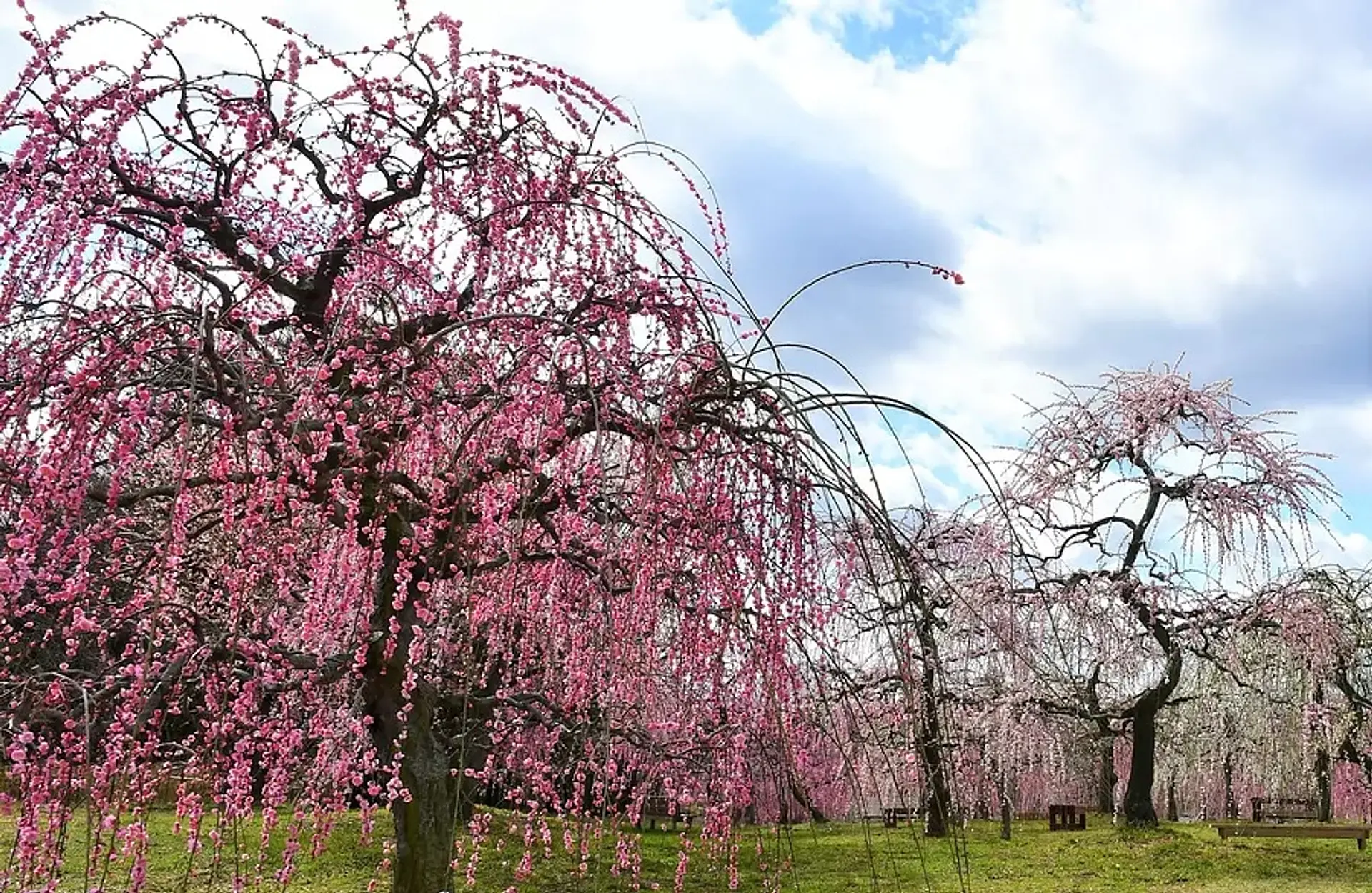 かざはやの里 梅まつり