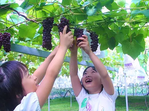 Pueblo turístico Lago Shorenji Recolección de uvas y fresas