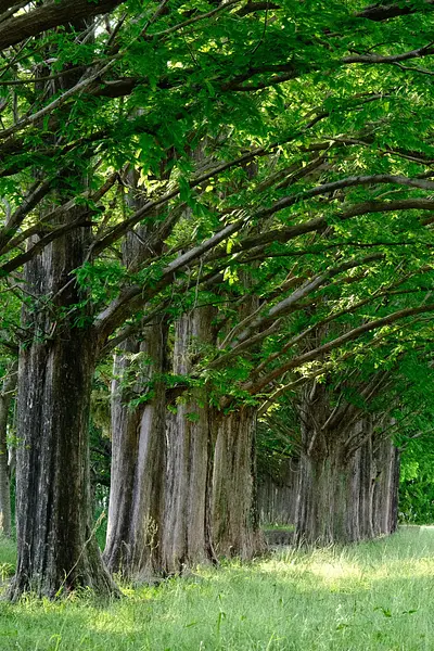 石垣池公園のメタセコイア新緑（6）