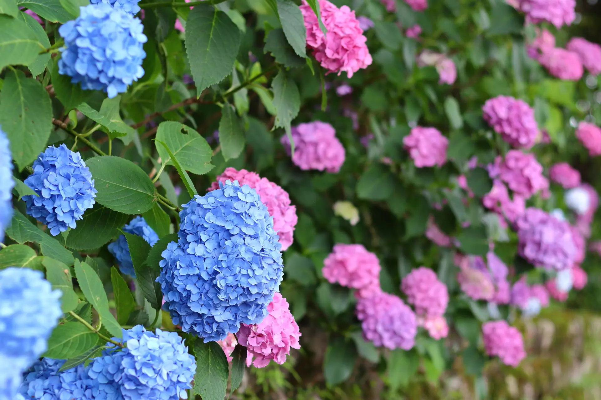 2025年梅雨の紫陽花を求めて！”【三重県亀山市・鈴鹿市・東員町 彩る