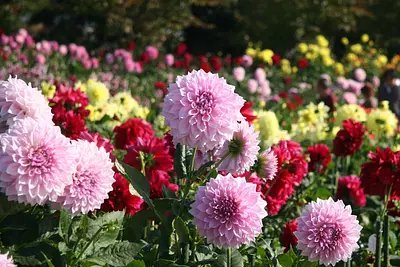 ボール咲きやポンポン咲きなどの