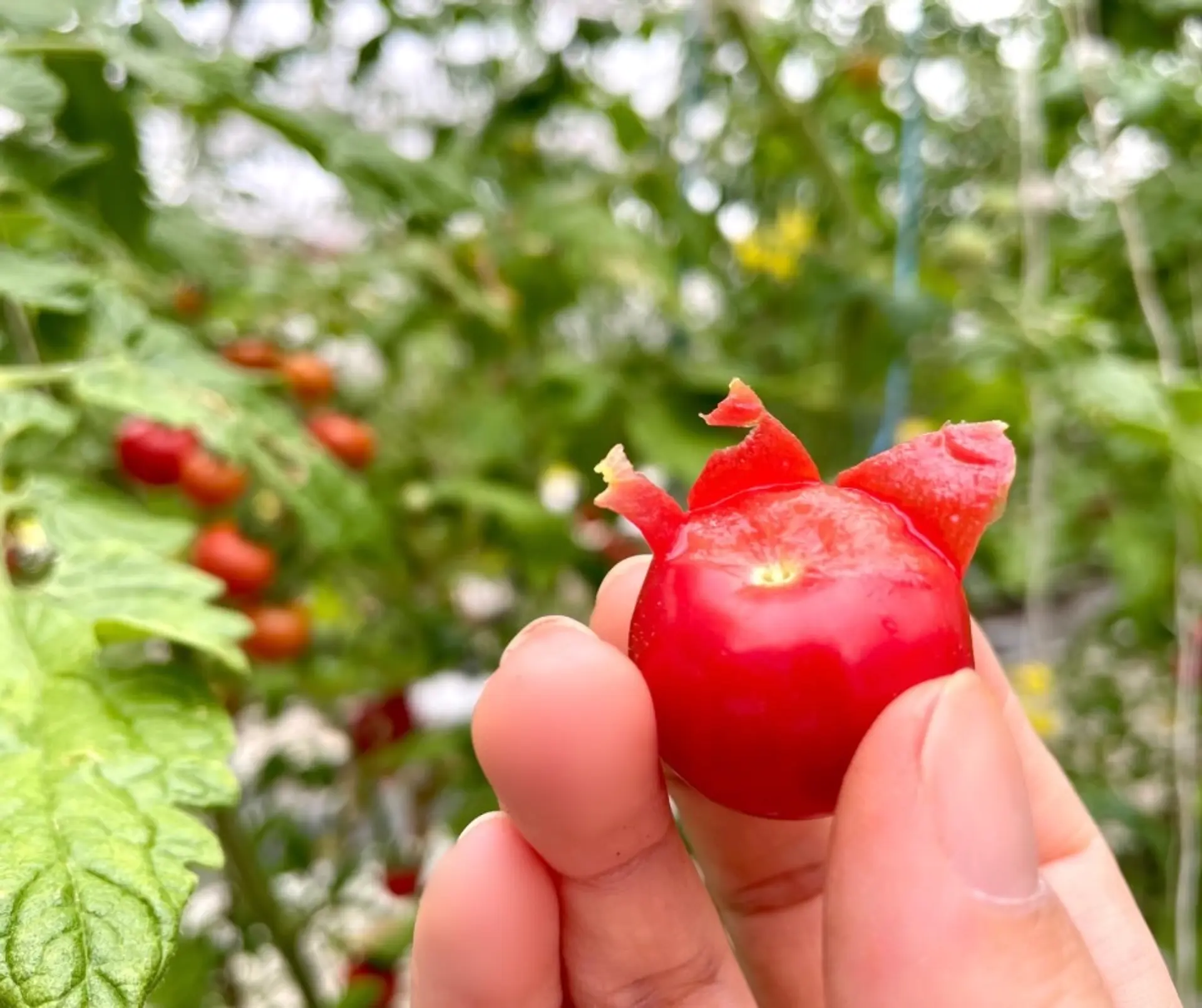 薄皮で食べやすいひめトマ