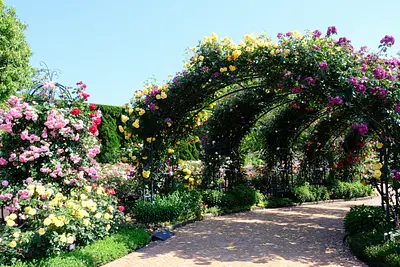 なばなの里ローズガーデン（1）