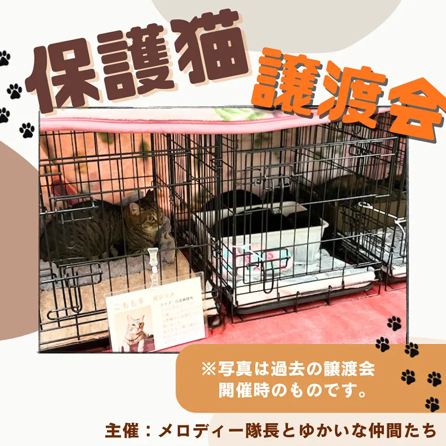 保護猫譲渡会