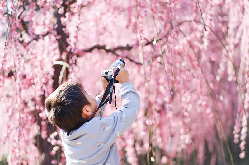 Weeping plum blossoms at Yuki Shrine