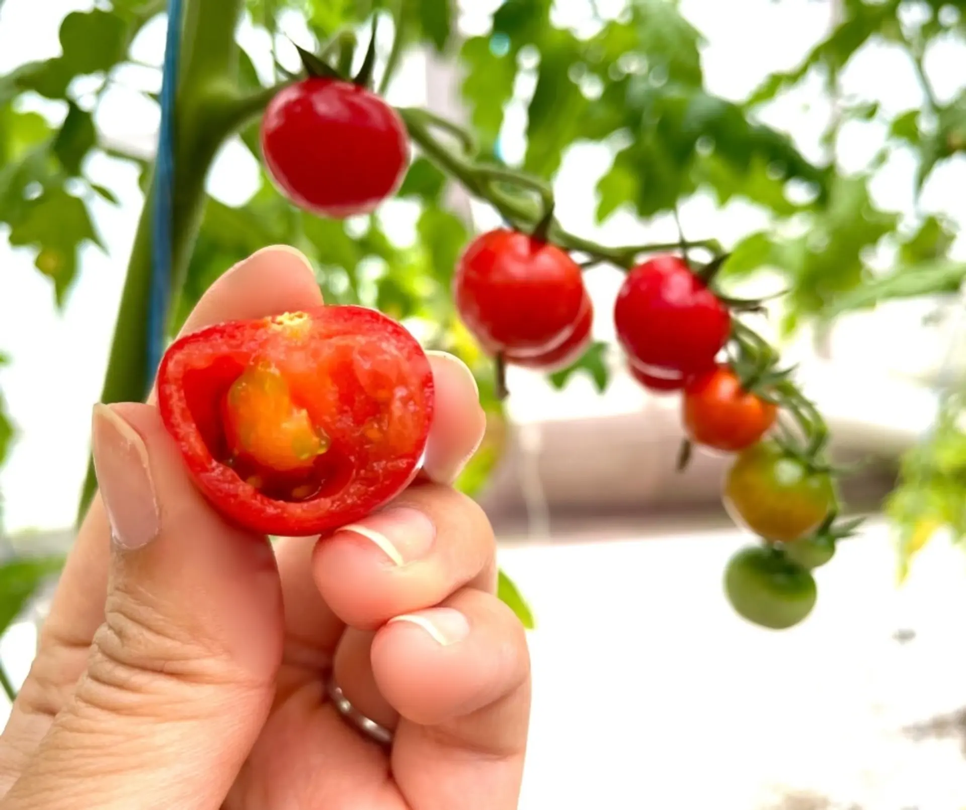 ひめトマの断面