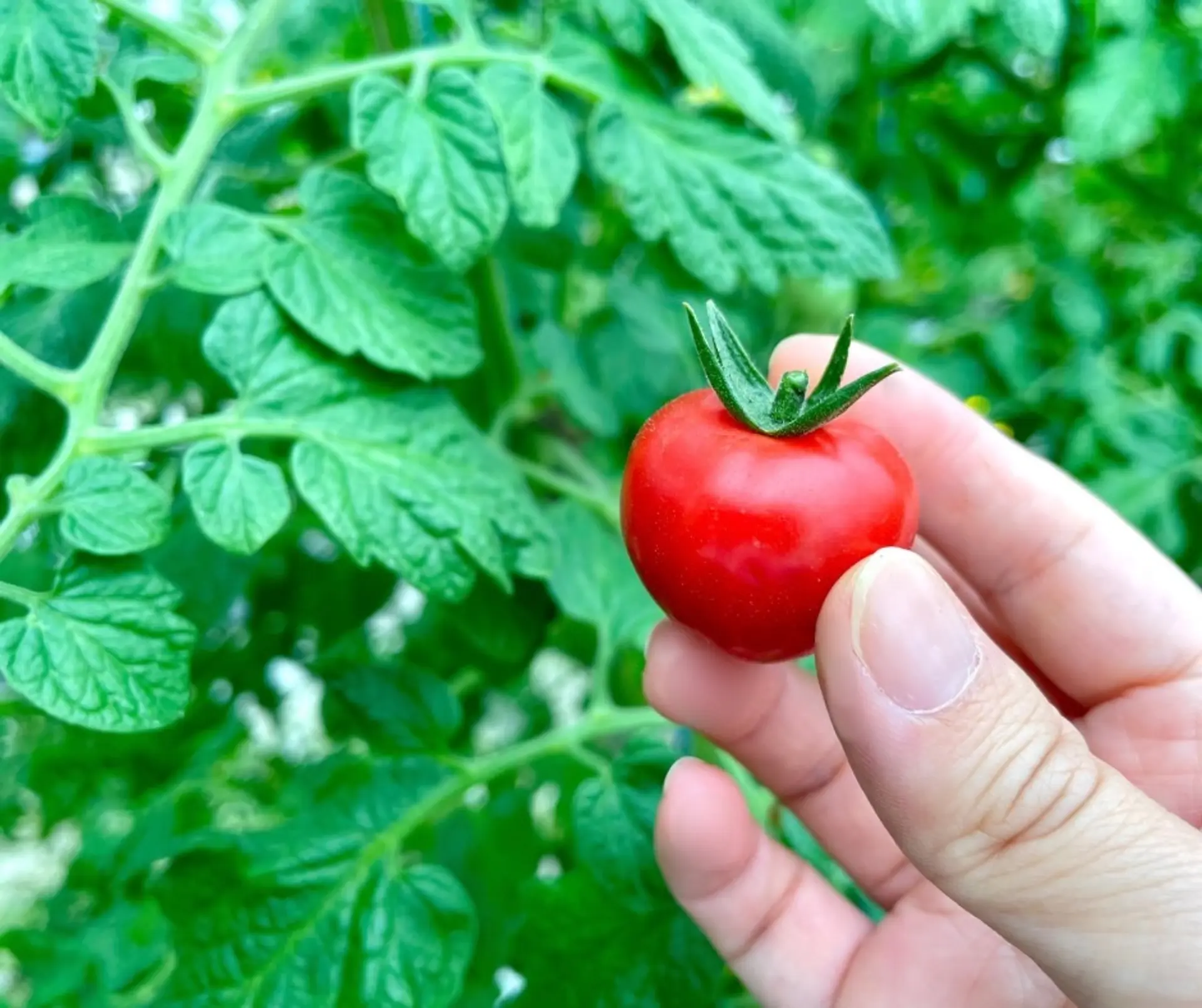 葉っぱの緑とのコントラストが美しい