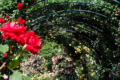 なばなの里ローズガーデン（3）