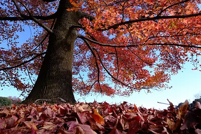 三重県民の森のフウの木（4）