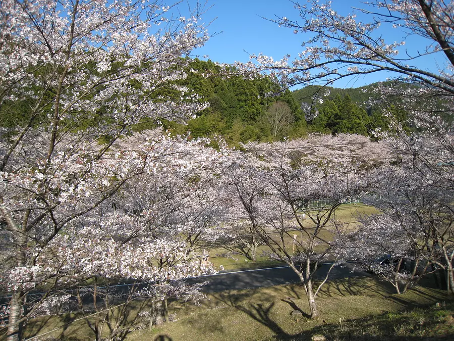神川町の桜（開花情報も掲載）