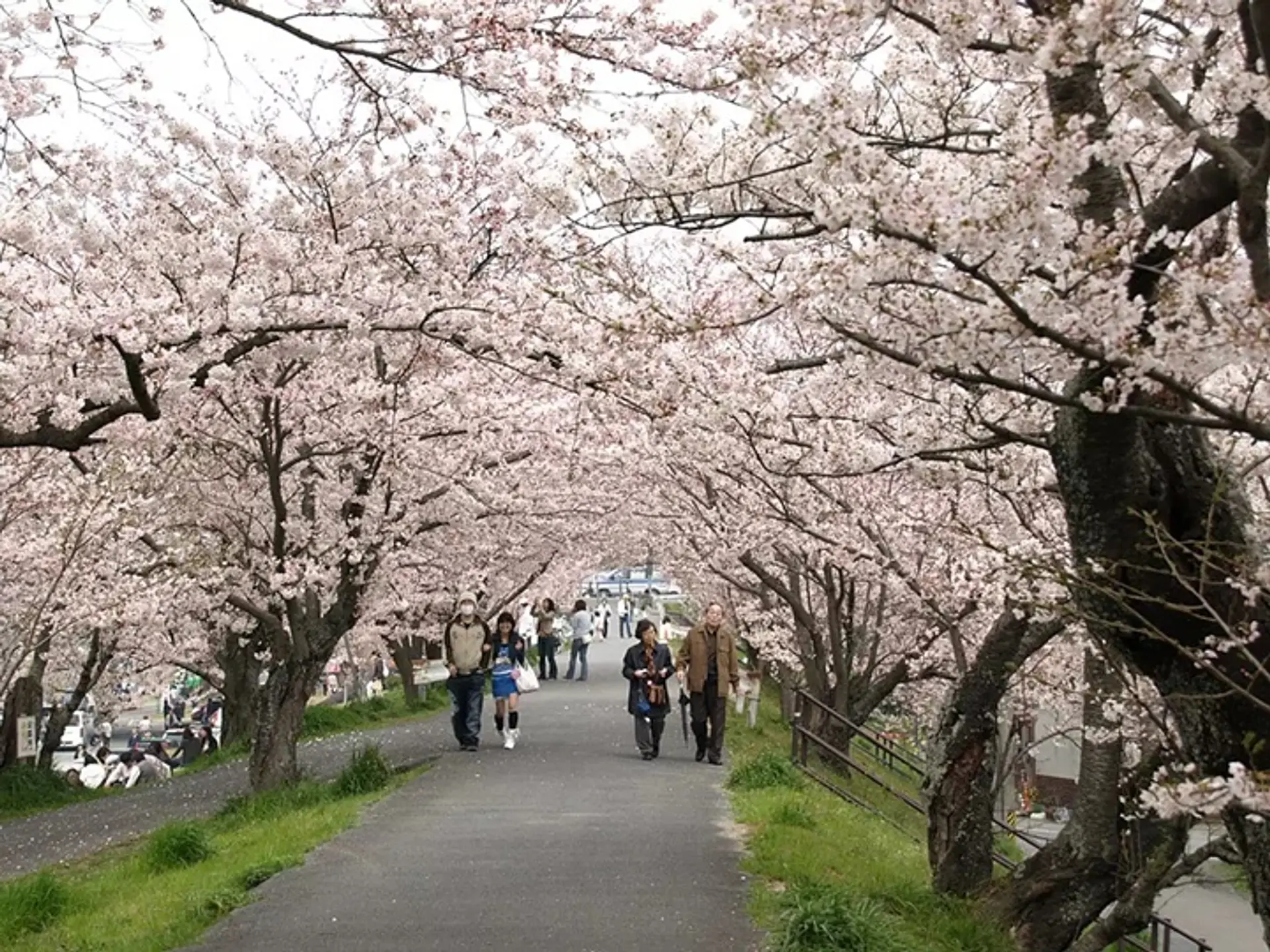 宮川堤の桜