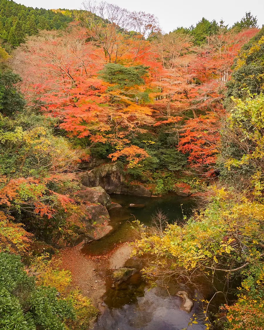 Hojas de otoño en el valle de Kawachi