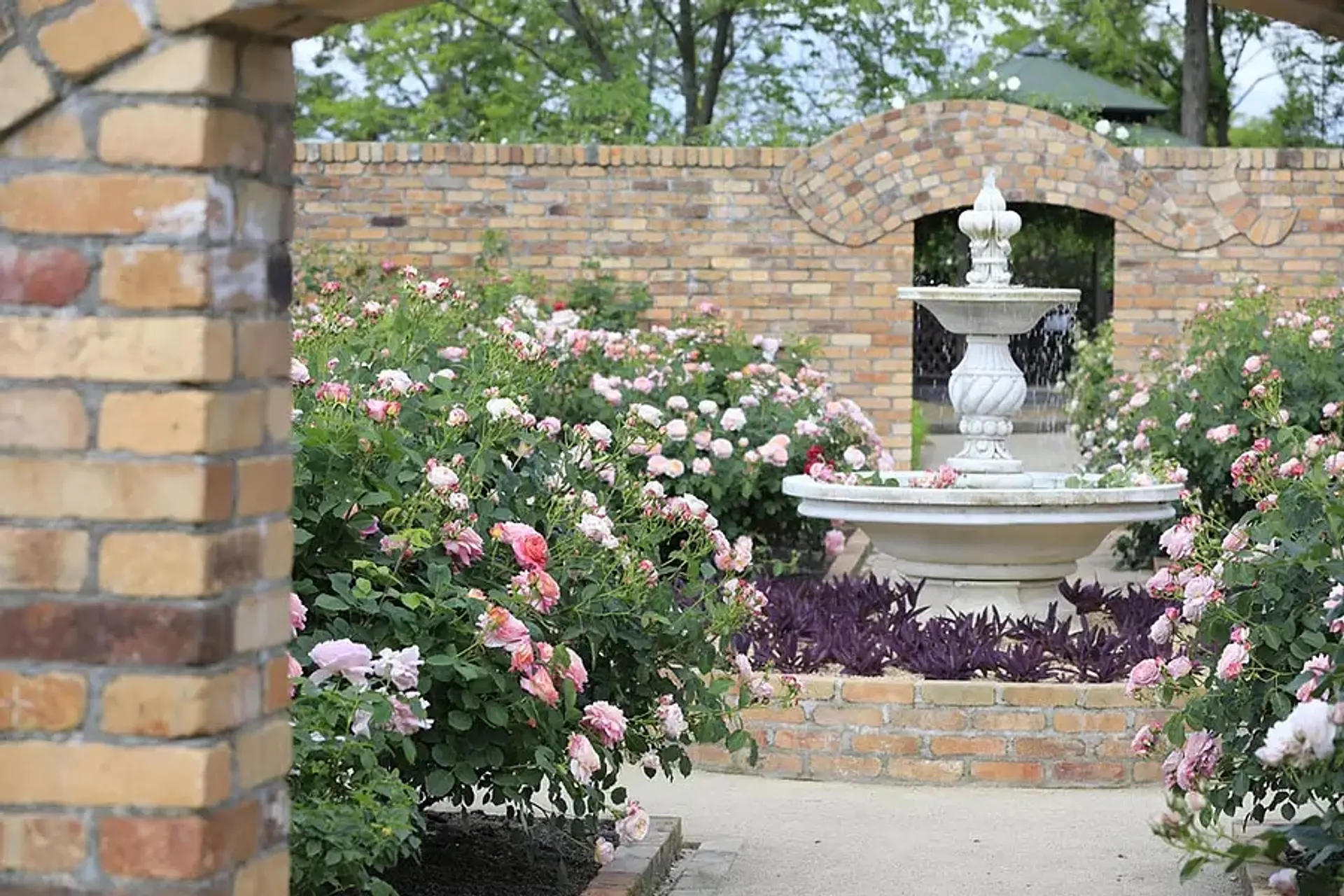 レッドヒルヒーサーの森　「ローズガーデン」