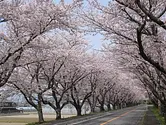 鍋田川堤桜並木