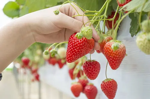 22 recommended popular spots for strawberry picking in Mie Prefecture [2023-2024] Introducing Kuwana, Yokkaichi, Yunoyama, Suzuka, Tsu, Matsusaka, Iga, etc.♪