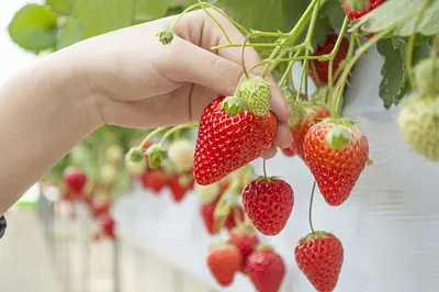 三重县推荐采摘草莓的人气景点22选2023-2024桑名，四日市，汤之山，铃鹿和津，松阪，伊贺等众多介绍