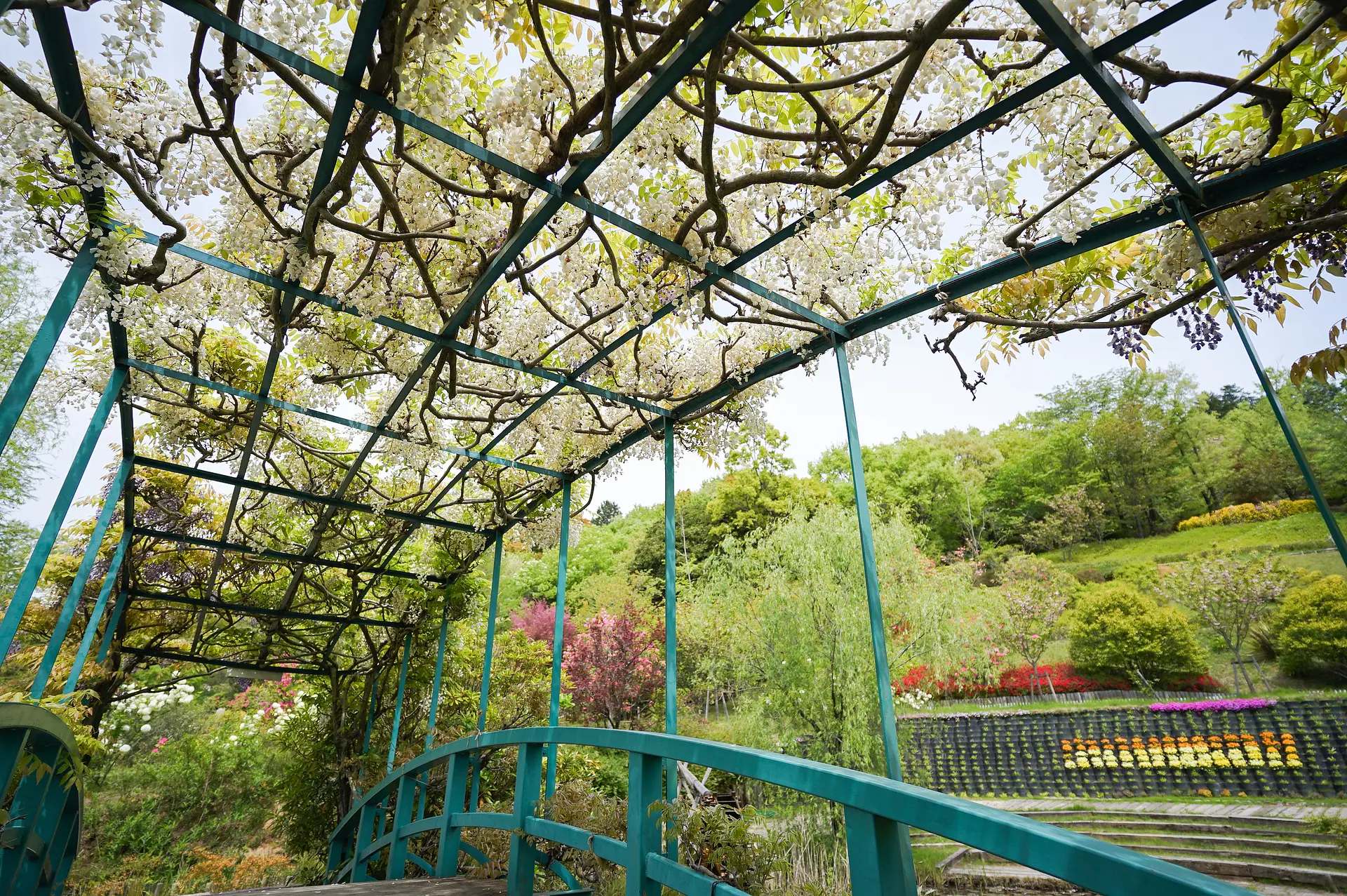 レッドヒルヒーサーの森の藤