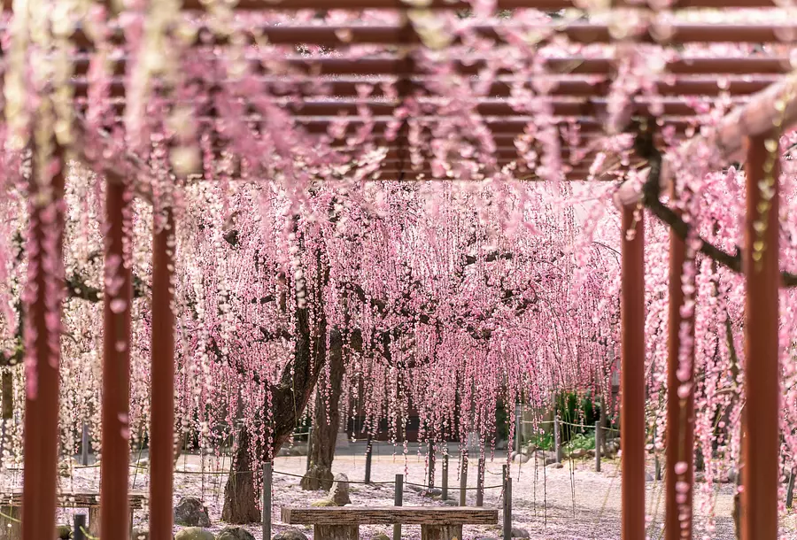 Flores de ciruelo en plena floración