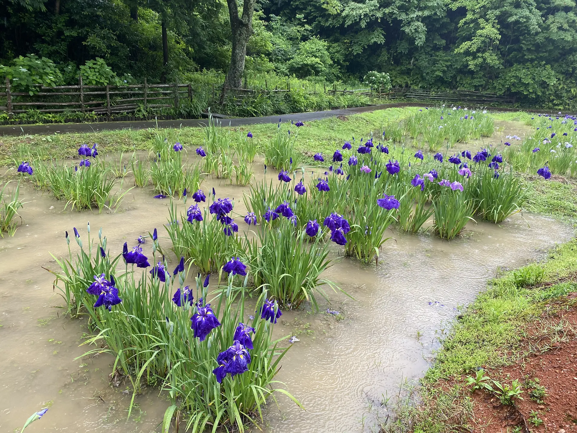 二見しょうぶロマンの森の花しょうぶ (伊勢市)