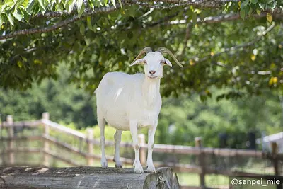 三重県多気町「ごかつら池どうぶつパーク」徹底解説！動物ファーストの新しい動物園を120％満喫する方法