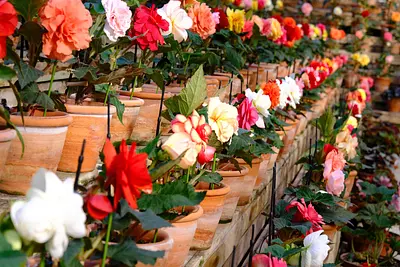 なばなの里ベゴニアガーデン（2）