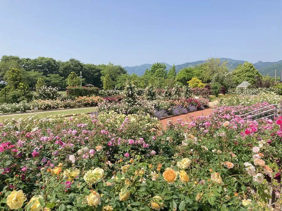 玫瑰花展～松阪农业公园贝尔农场（BellFarm）～