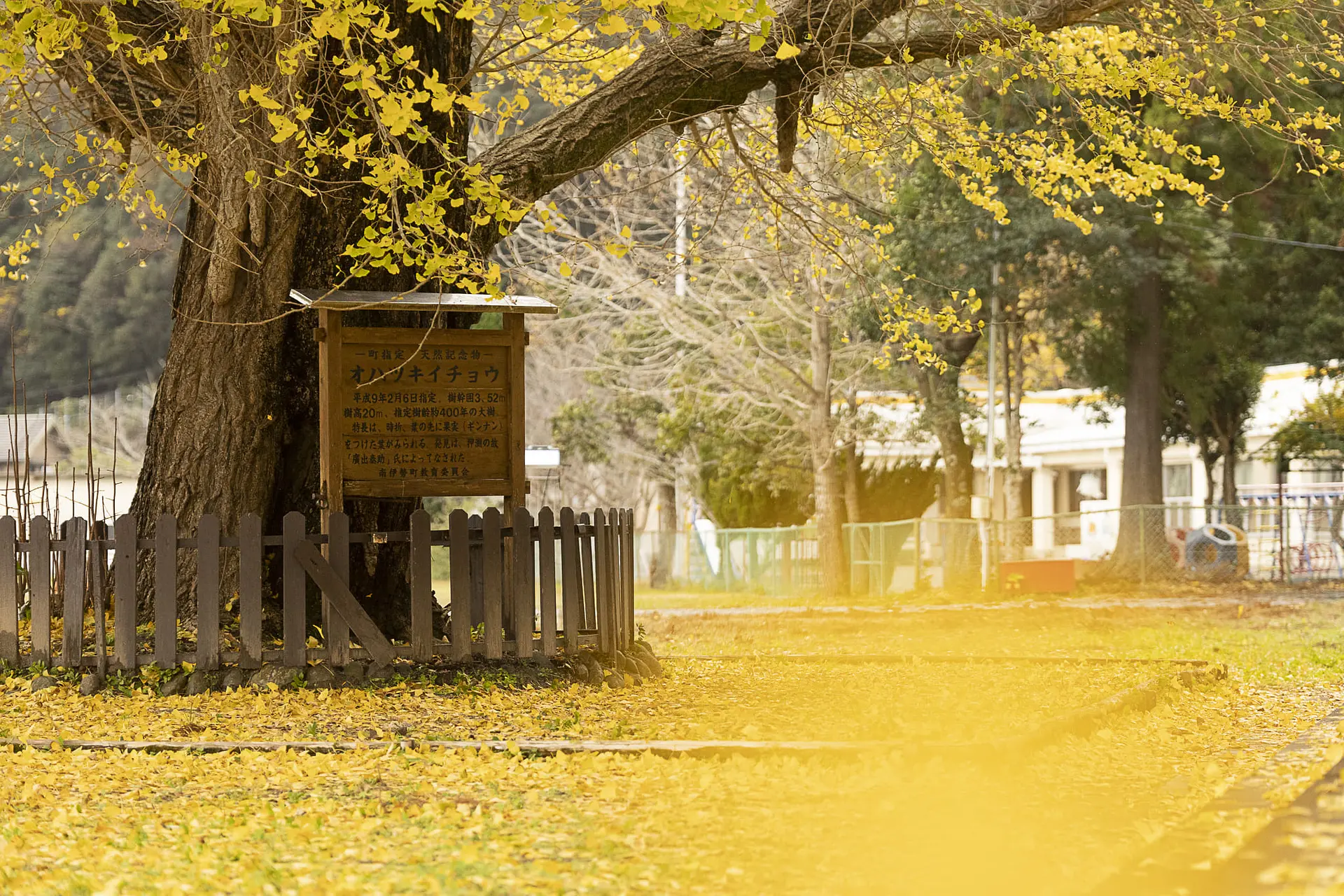 風に舞うイチョウ
