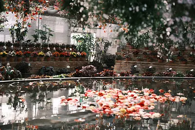 なばなの里ベゴニアガーデン（3）