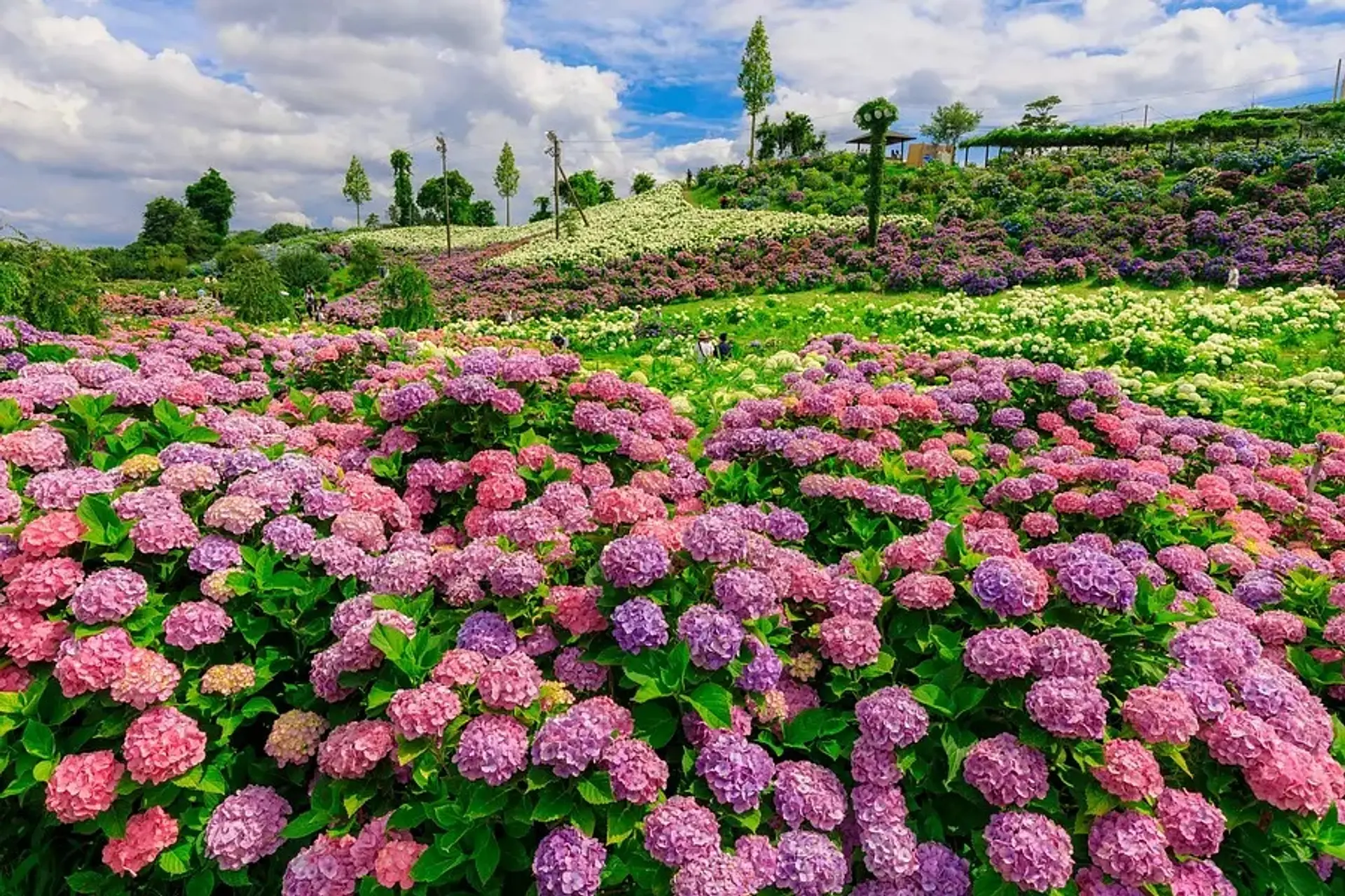 かざはやの里　アジサイ