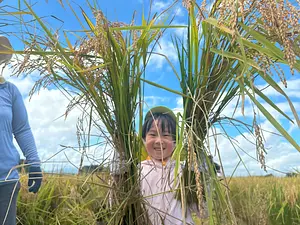 酒米「神の穂」の稲刈り体験！