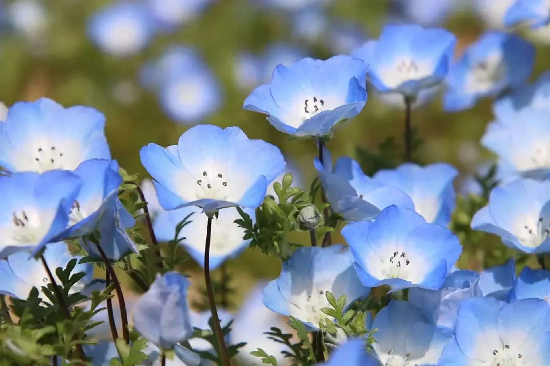 志摩市観光農園