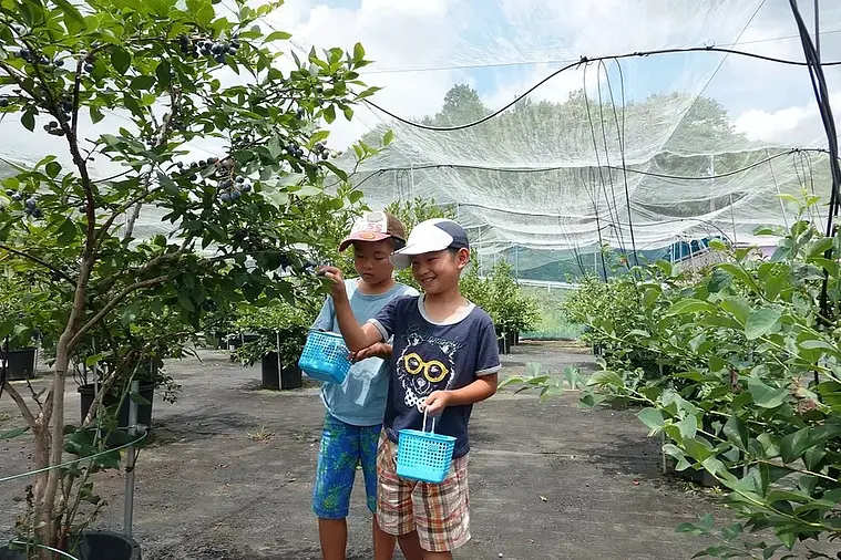 GokatsuraLake Furutsu Village Blueberry picking