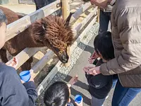 【園長のバックヤードツアー】アルパカのおやつタイム