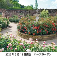レッドヒル　ハッピーローズフェスタ2026