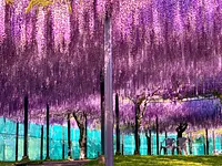 Wisteria trellis with a fan that spreads out at the end "Kushaku"