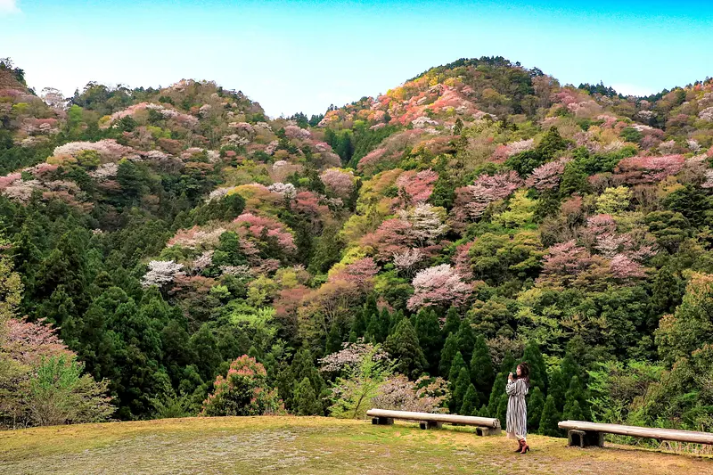 Yamazakura at Aizu Pass