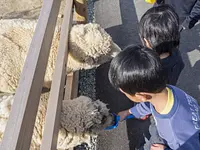 ヒツジのおやつタイム