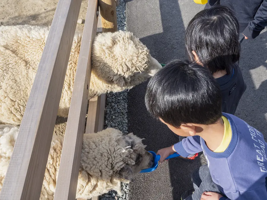 ヒツジのおやつタイム