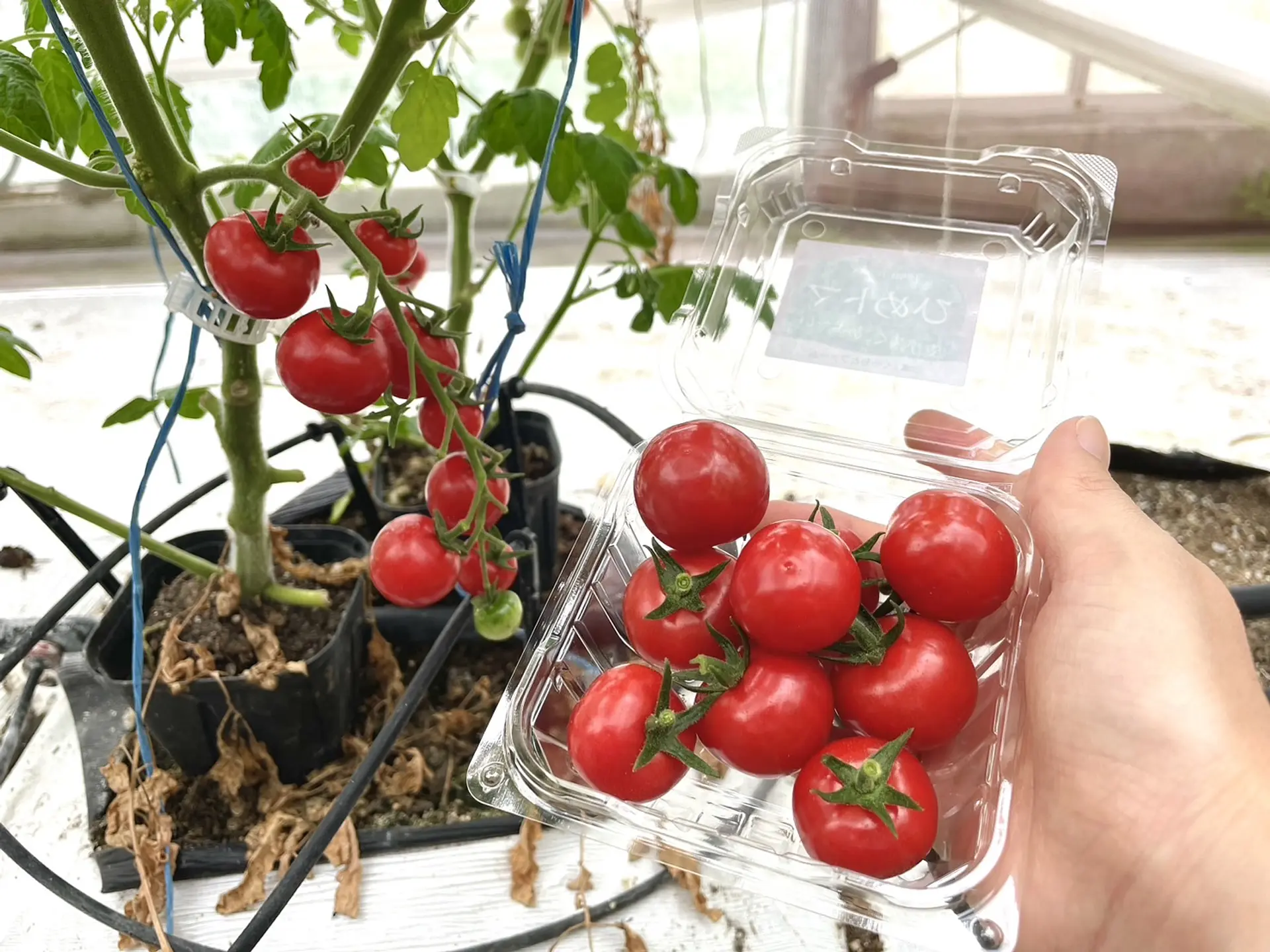 お土産用トマト