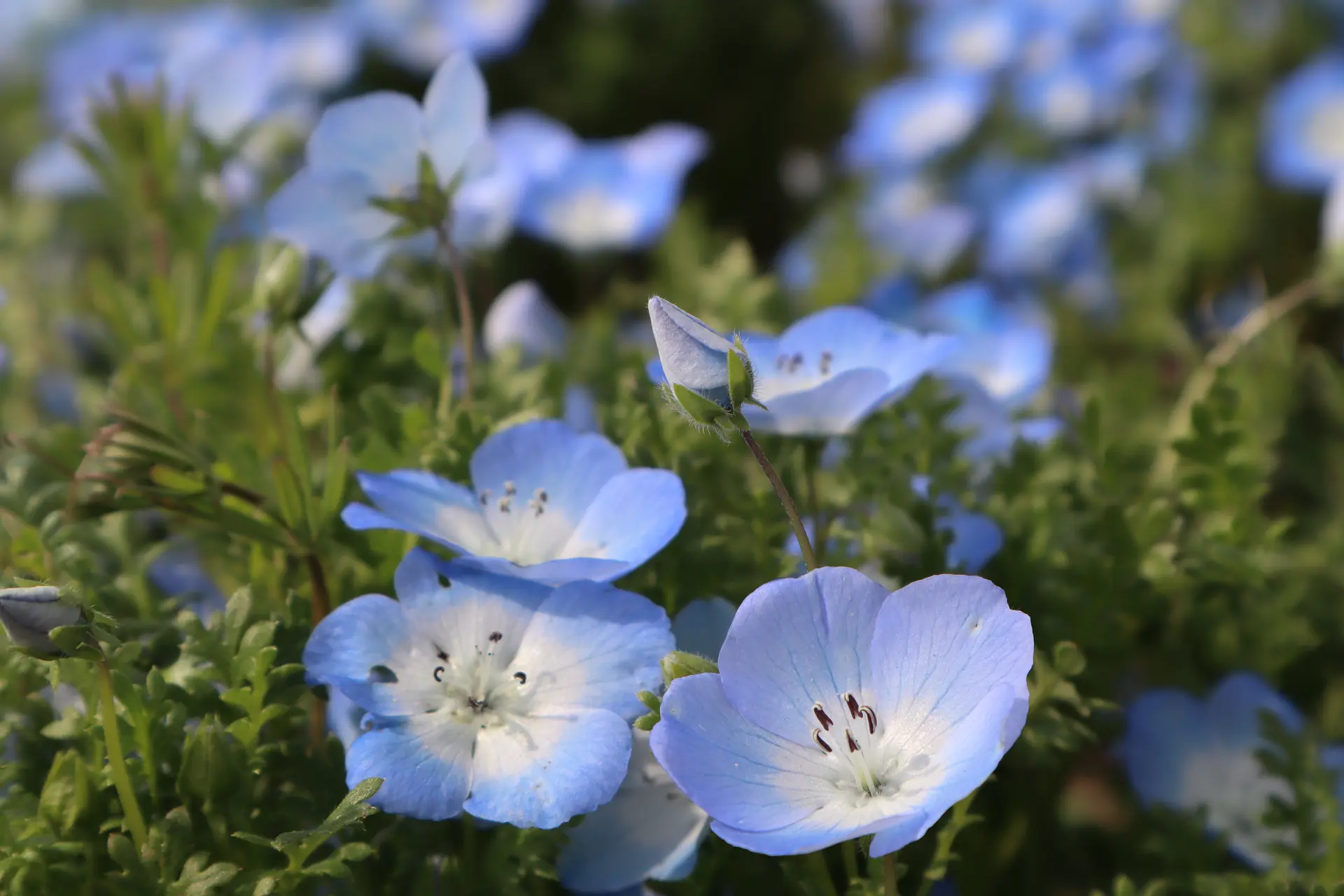 ネモフィラや芝桜など可愛いお花のグラウンドカバーが楽しめる三重県のスポットをご紹介！