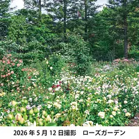 レッドヒル　ハッピーローズフェスタ2026