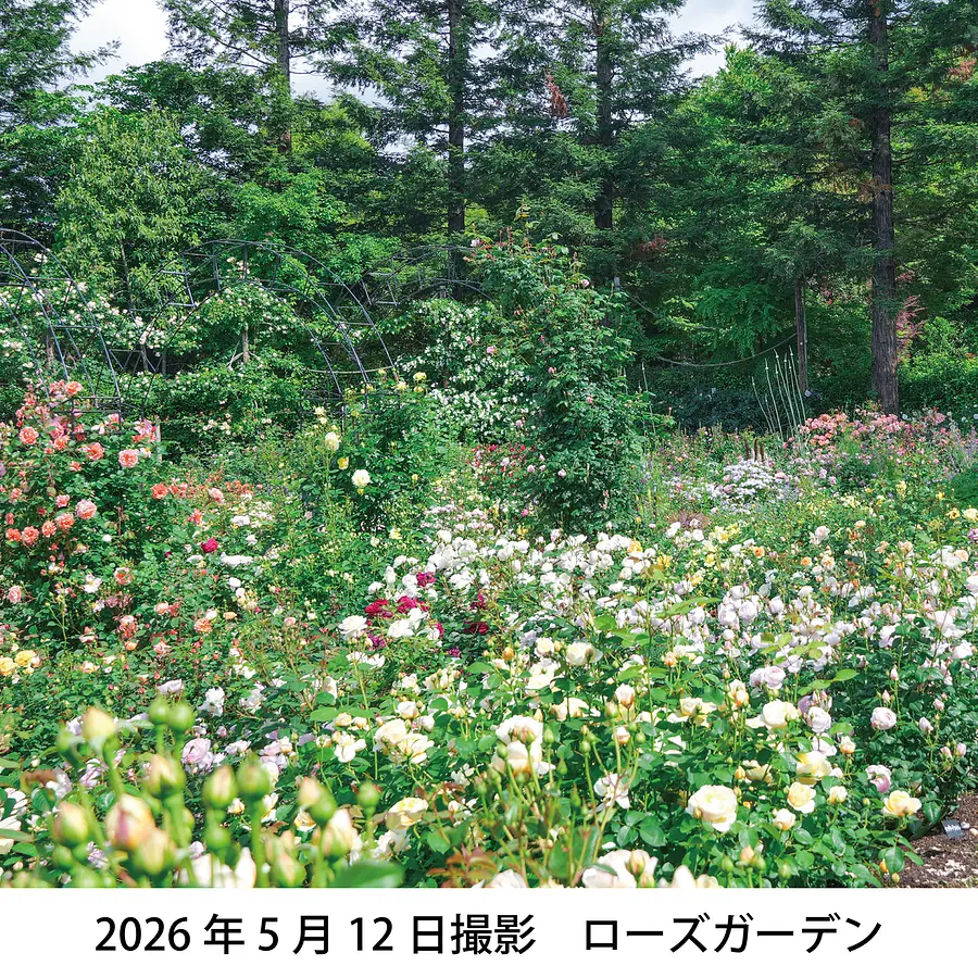 レッドヒル　ハッピーローズフェスタ2026