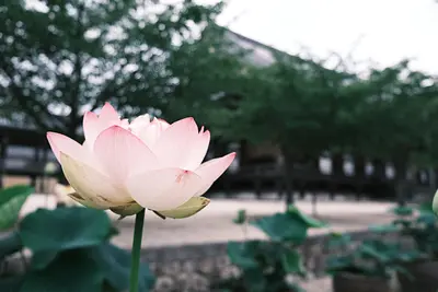 高田本山専修寺の蓮（1）